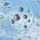 A korone nema
