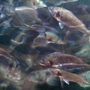 Nacrt buduće hrvatske strategije poljoprivrede i strateškog razvoja akvakulture 