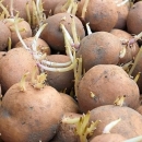 Nema više Tuberita, Tuberpropa, Neo-stopa …
