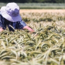 O dodjeli potpora braniteljskim zadrugama