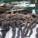 Poštedeli smo zarobljenu Vladu Draže Mihailovića, ali ustaše smo sve ubijali