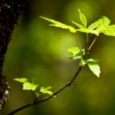 Stotine milijuna kuna za šume i oko šuma