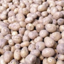 Proizvođačima krumpira 10 milijuna kuna financijske pomoći zbog korona kri-ze