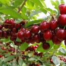 Priznatima proizvođačkim organizacijama u sektoru voća i povrća osigurana financijska potpora putem operativnih programa