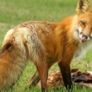 Danas počinje proljetna akcija oralne vakcinacije lisica 
