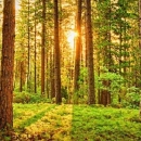 Hrvatske šume uplatile 42 milijuna kuna šumskog doprinosa za 1. kvartal 
