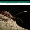KoHo pedagogija