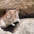 Kud korona, tud i - mišja groznica