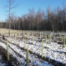 Sadnja sadnica sufinancirana EU sredstvima na području UŠP Gospić