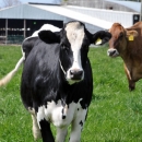 Isplaćeno više od 53 milijuna kuna potpore u sektoru govedarstva
