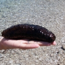 Lovio morske trpove, a nije smio