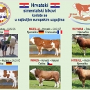 Povijesni uspjeh hrvatskog uzgoja goveda 