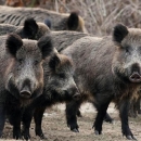 Uskoro jedinstveno osiguranje za štete od divljači koje će uključiti i poljoprivredne usjeve 