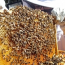 Pčelarima isplaćeno 14,8 milijuna kuna 