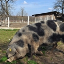 Hrvatskoj ukinuta sva ograničenja nastala zbog klasične svinjske kuge 