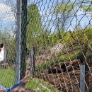 Turističke grupe vole svibanj u Gackoj