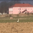 Roda uranila na gozbu u Otočcu!