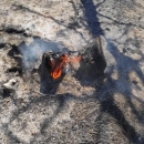Veliki požar u Novalji stavljen pod nadzor 