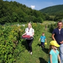 Djeca iz brinjskog vrtića posjetili OPG Rajačić i kušali maline 