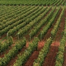 6 milijuna kuna potpore regionalnim organizacijama vinara i vinogradara