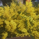 Ovogodišnje prve mimoze na otočkoj tržnici