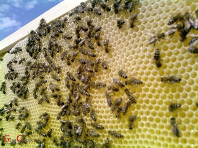 Pravilnik za Program potpore pčelarima vrijedan 3 milijuna kuna u e-savjetovanju 