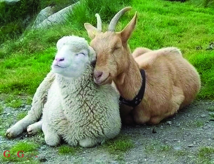 Predaja zahtjeva za uzgajivače ovaca i koza do 26. studenoga