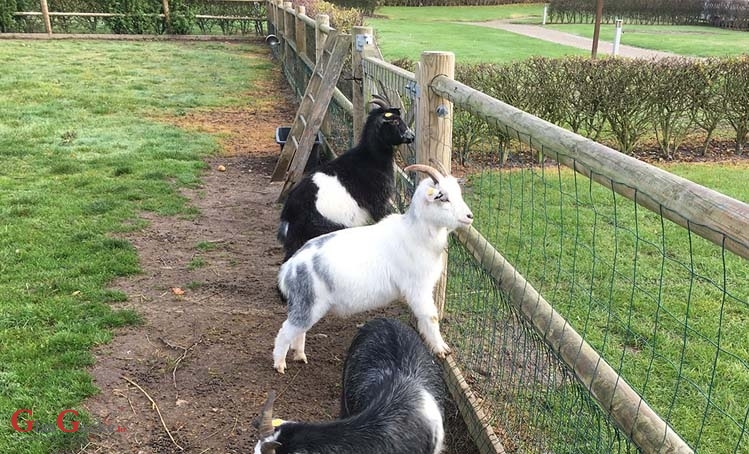 Anketiranje uzgajivača konja, ovaca i koza te goveda u sustavu krava-tele