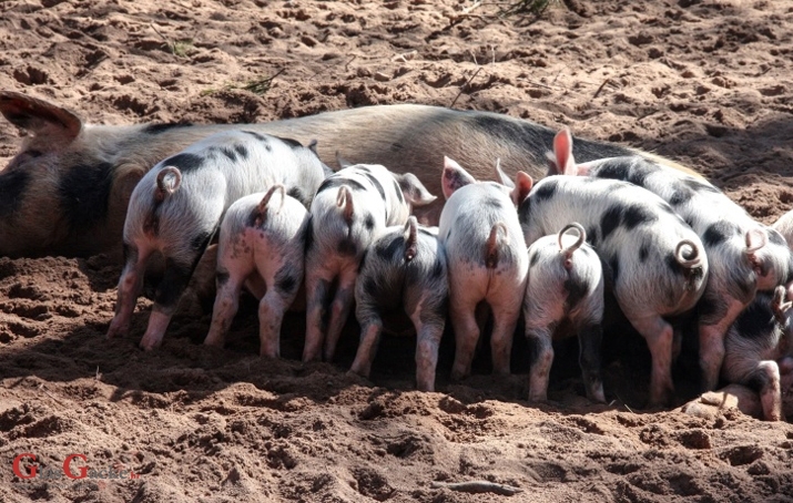 U e-savjetovanju novi Prijedlog Programa državne potpore za iznimno osjetljive sektore 