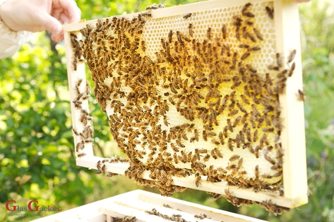Do 20. travnja rok za podnošenje zahtjeva za potporu pčelara