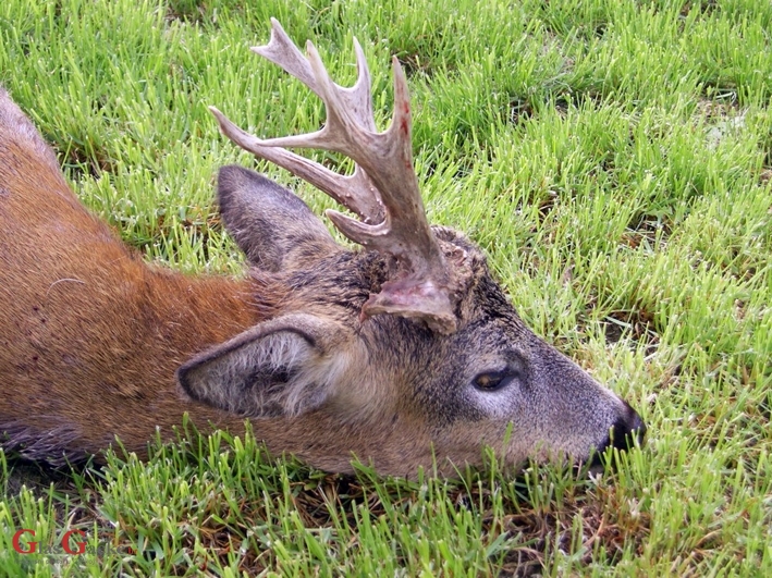 Ubio srnjaka pa očekuje novčanu kaznu