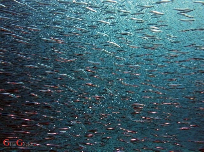 Hrvatskim ribarima na raspolaganju 105 milijuna kuna iz državnog proračuna