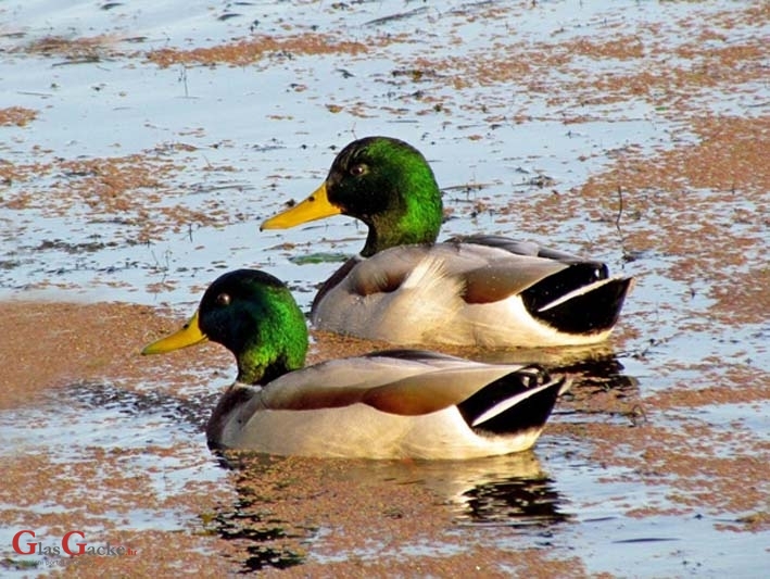Cirkulacija virusa ptičje gripe u Hrvatskoj