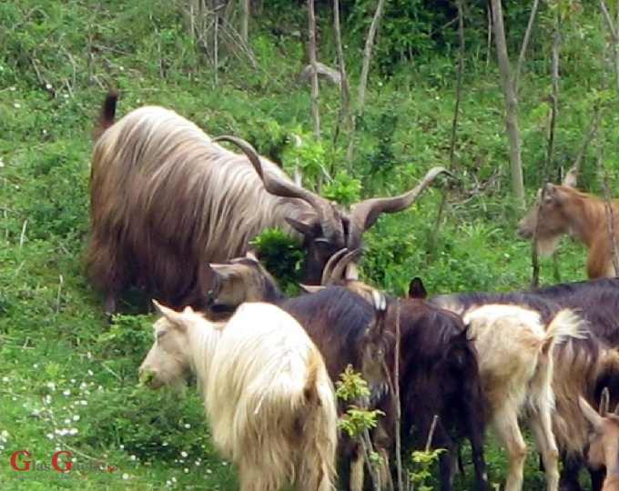 Potpora za ovce i koze