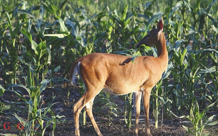 Za sprječavanje štete od divljači 2 milijuna kuna