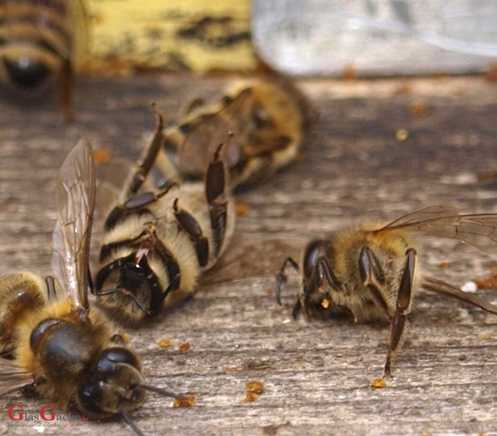 Započela predaja zahtjeva za potporu pčelarima za saniranje šteta uzrokovanih pomorom pčelinjih zajednica u ovoj godini
