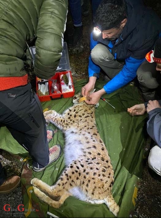 Odlična suradnja Parka prirode Velebit i LIFE Lynx projekta dobila je novu dimenziju
