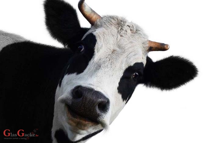 Započele prijave za potpore stočarima 