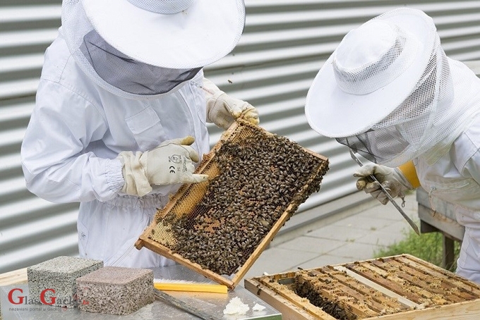 1,2 milijuna kuna potpore pčelarima zbog pomora pčelinjih zajednica