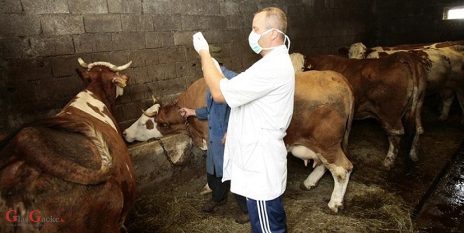 Osigurano 15 milijuna kuna za veterinarske preglede na gospodarstvima Osigurano 15 milijuna kuna za veterinarske preglede na gospodarstvima