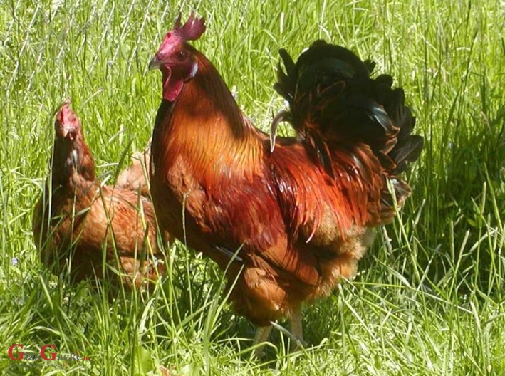 Započelo podnošenje zahtjeva za potpore za unaprjeđenje uzgoja izvornih pasmina peradi