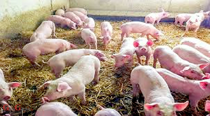 Plan objave natječaja iz Programa ruralnog razvoja do kraja 2021. godine Plan objave natječaja iz Programa ruralnog razvoja do kraja 2021. godine