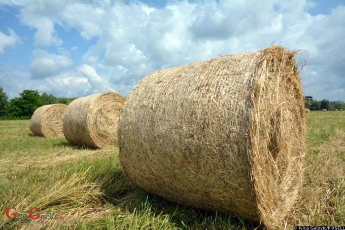 Kradu čak i sijeno Kradu čak i sijeno