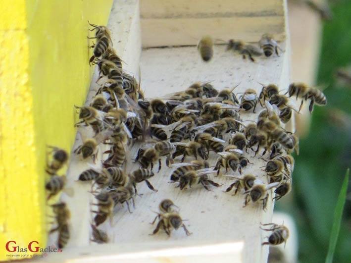 Započela predaja zahtjeva za potpore zbog gubitka medonosnog potencijala Započela predaja zahtjeva za potpore zbog gubitka medonosnog potencijala