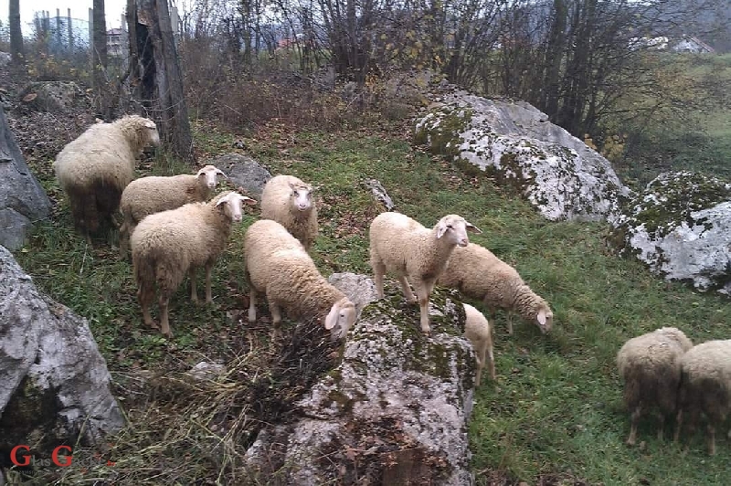 265 milijuna kuna iz Programa ruralnog razvoja za mlade i male poljoprivrednike  