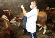 Osigurano 15 milijuna kuna za veterinarske preglede na gospodarstvima