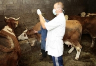 Osigurano 15 milijuna kuna za veterinarske preglede na gospodarstvima Osigurano 15 milijuna kuna za veterinarske preglede na gospodarstvima