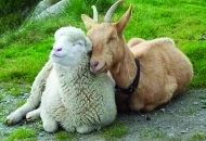 Predaja zahtjeva za uzgajivače ovaca i koza do 26. studenoga