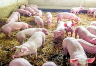 Plan objave natječaja iz Programa ruralnog razvoja do kraja 2021. godine Plan objave natječaja iz Programa ruralnog razvoja do kraja 2021. godine