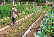 Produljen rok za potpore malima poljoiprivrednicima Produljen rok za potpore malima poljoiprivrednicima